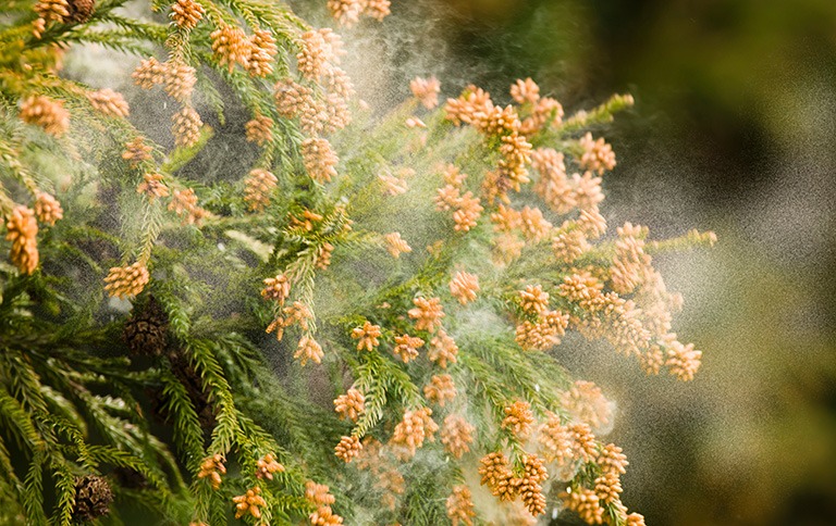 花粉症