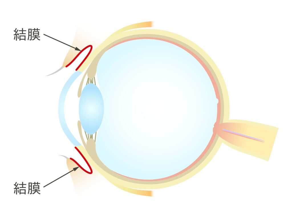 結膜など